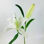 lily